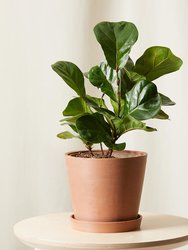 Little Fiddle Leaf Fig Plant With Pot - Clay
