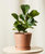 Little Fiddle Leaf Fig Plant With Pot - Clay