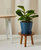 Little Fiddle Leaf Fig Plant With Pot