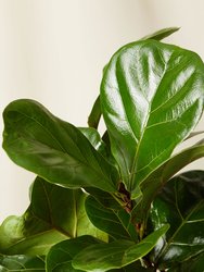 Little Fiddle Leaf Fig Plant With Pot