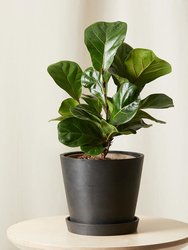 Little Fiddle Leaf Fig Plant With Pot - Charcoal