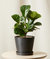 Little Fiddle Leaf Fig Plant With Pot - Charcoal