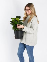 Little Fiddle Leaf Fig Plant With Pot