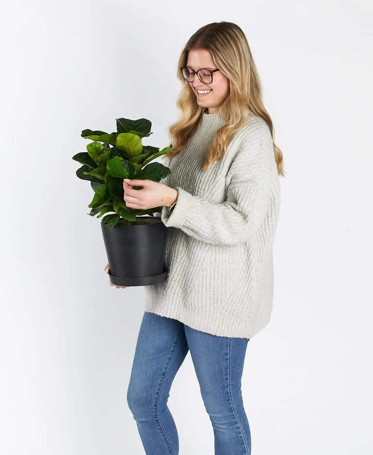 Little Fiddle Leaf Fig Plant With Pot