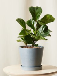 Little Fiddle Leaf Fig Plant With Pot - Slate