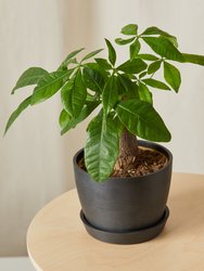 Mini Money Tree With Pot
