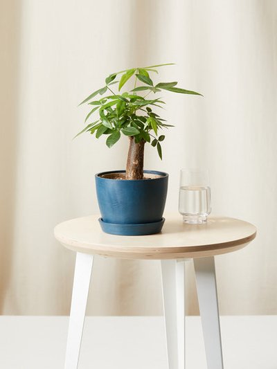 Bloomscape Mini Money Tree With Pot product