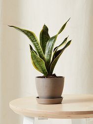 Mini Sanseveria Plant With Pot - Taupe