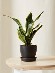 Mini Sanseveria Plant With Pot - Charcoal