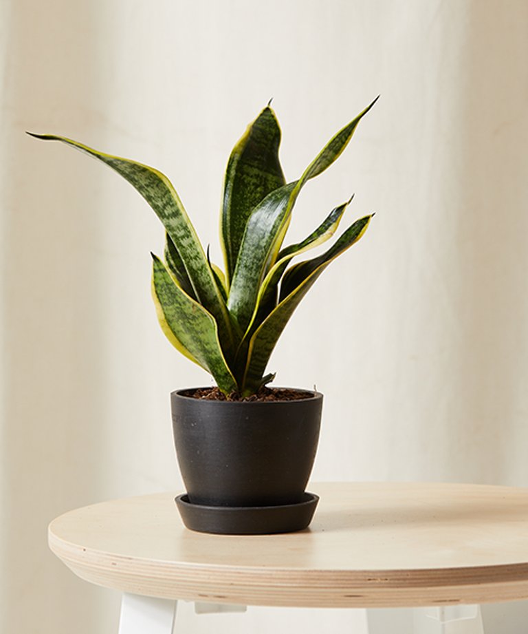 Mini Sanseveria Plant With Pot - Charcoal