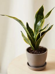 Mini Sanseveria Plant With Pot