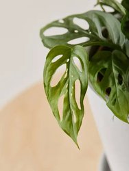 Monstera Adansonii Plant With Pot