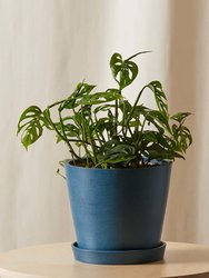 Monstera Adansonii Plant With Pot - Indigo