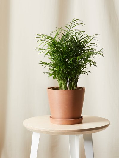 Bloomscape Parlor Palm product