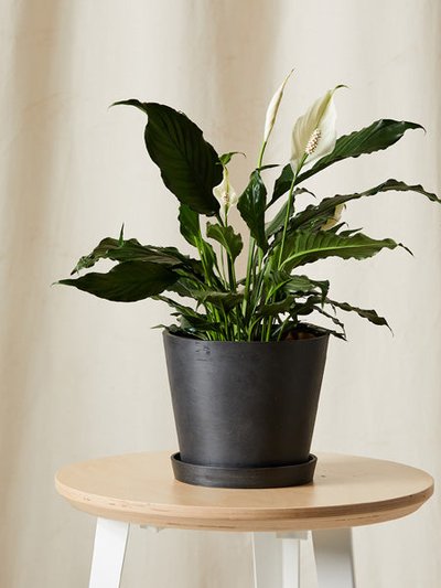 Bloomscape Peace Lily product
