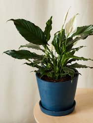 Peace Lily