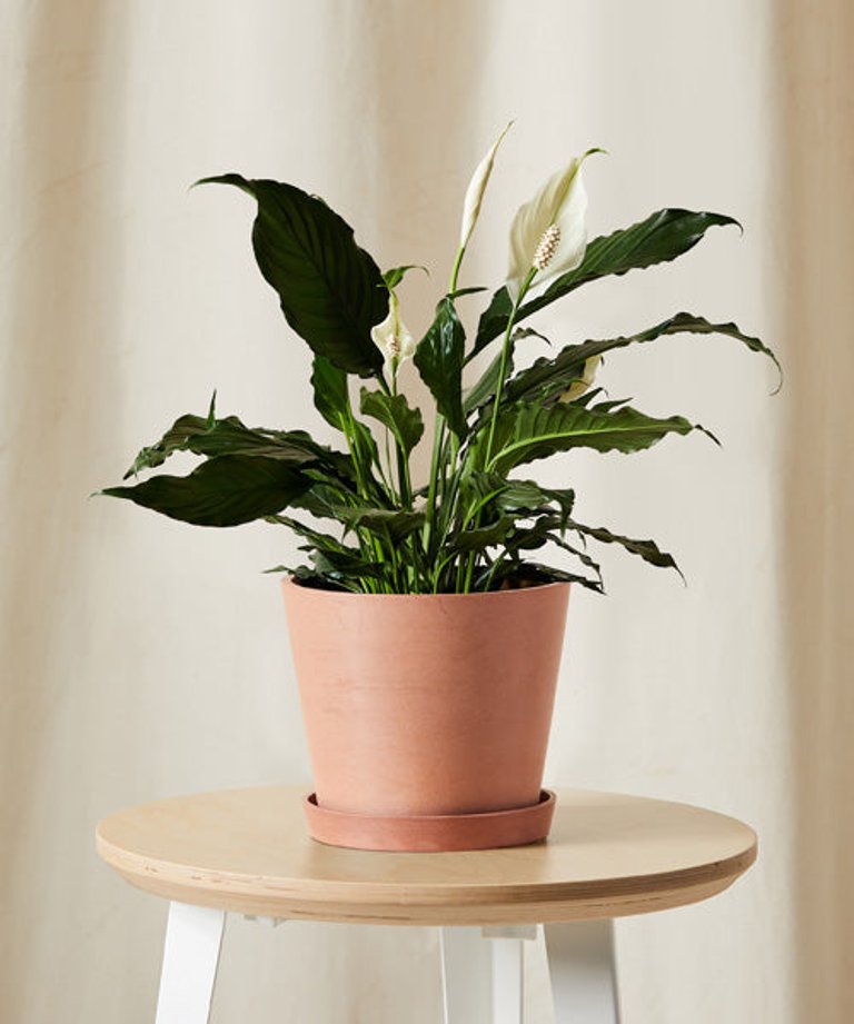 Peace Lily - Clay