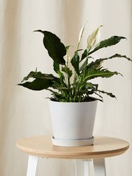 Peace Lily