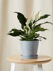 Peace Lily