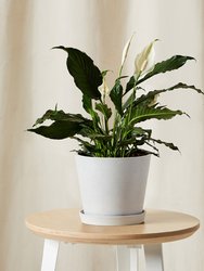 Peace Lily - Stone