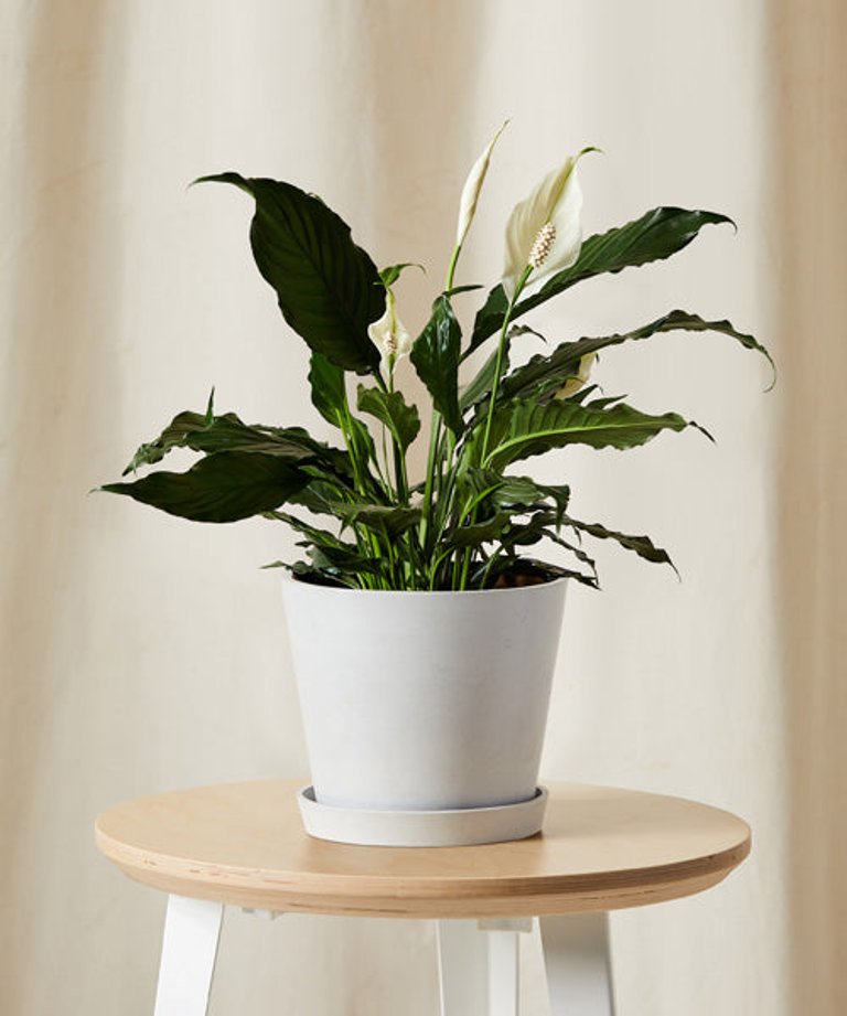Peace Lily - Stone