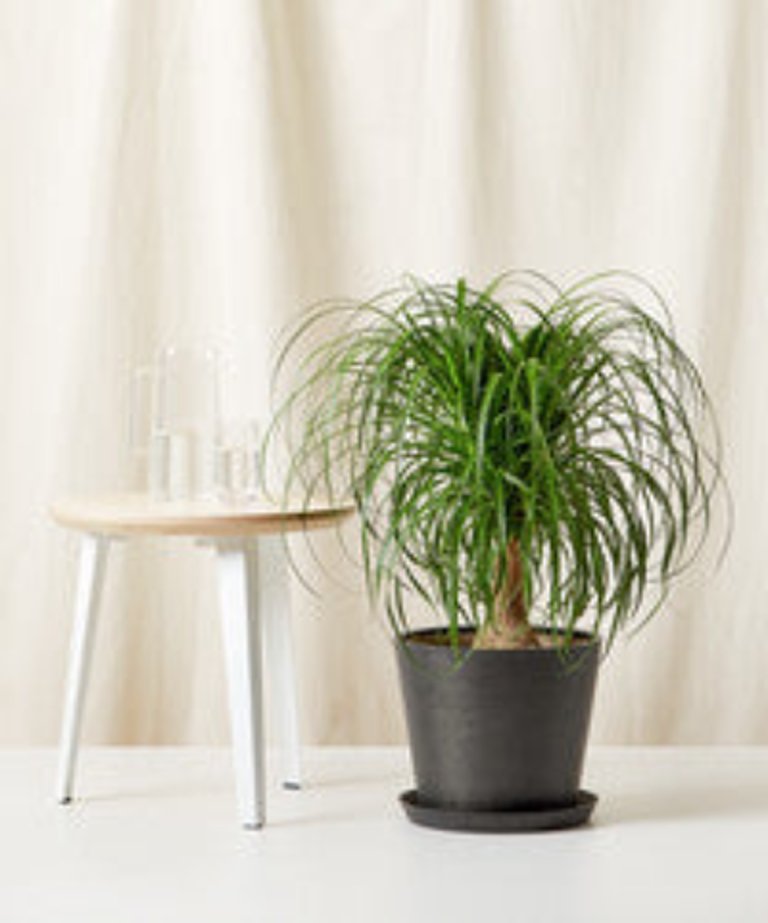 Ponytail Palm Tree - Charcoal