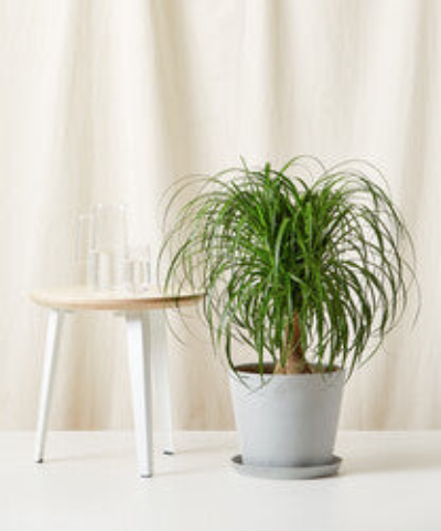 Bloomscape Ponytail Palm Tree product