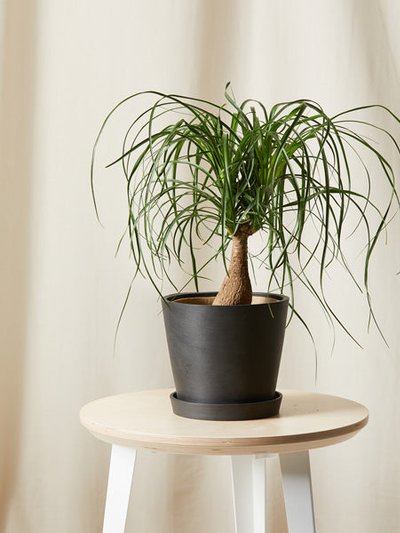 Bloomscape Ponytail Palm product