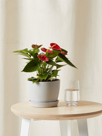 Bloomscape Red Anthurium product