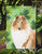 11 x 15 1/2 in. Polyester Shamrocks Rough Collie Garden Flag 2-Sided 2-Ply