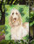 11 x 15 1/2 in. Polyester Shamrocks Spinone Italiano Garden Flag 2-Sided 2-Ply