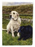 28 x 40 in. Polyester Yellow and Black Labradors Flag Canvas House Size 2-Sided Heavyweight