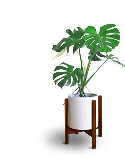 Casual Home Mid-Century Modern Wood Plant Display Stand 12" product