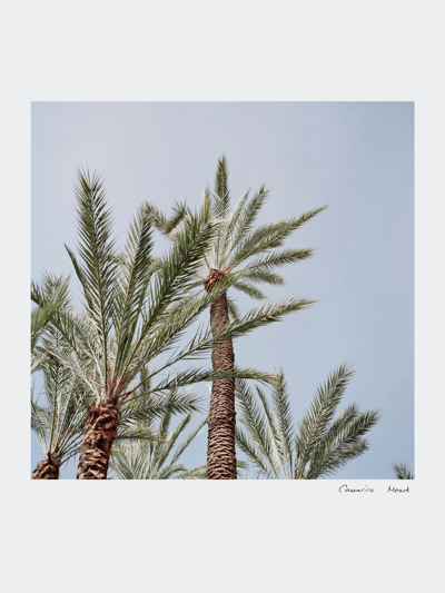 Catherine Mead Royal Palms - 10x10" Print product
