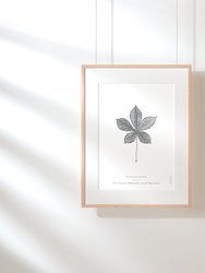 Horse Chestnut Leaf Art Print