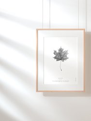 Norway Maple Leaf Art Print