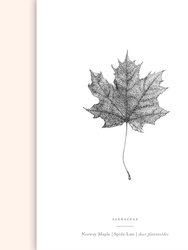 Norway Maple Leaf Art Print