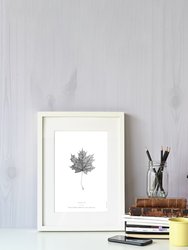 Norway Maple Leaf Art Print