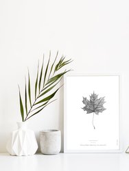 Norway Maple Leaf Art Print