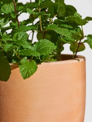 Terra Cotta Footed Planter