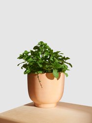 Terra Cotta Footed Planter