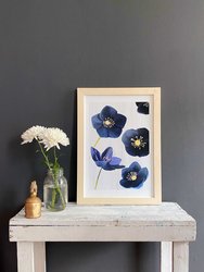 Art Print:  Black Hellebore on Snow