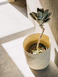 Oaxacan Handwoven Palm Baskets