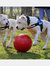 Jolly Pets Push-N-Play Dog Ball (Red) (10in)