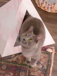 Cardboard Cat Pyramid