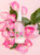 Organic Rose Facial Mist