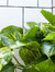 Medium Cascading Pothos with Mid-Century Ceramic Pot