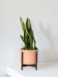 Medium Snake Plant with Mid-Century Ceramic Pot