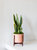 Medium Snake Plant with Mid-Century Ceramic Pot