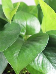 Small Jade Pothos with Mid-Century Ceramic Pot and Wood Plinth